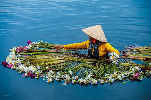 Thu hoạch hoa súng