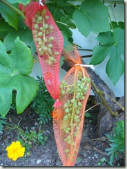 Grapes
