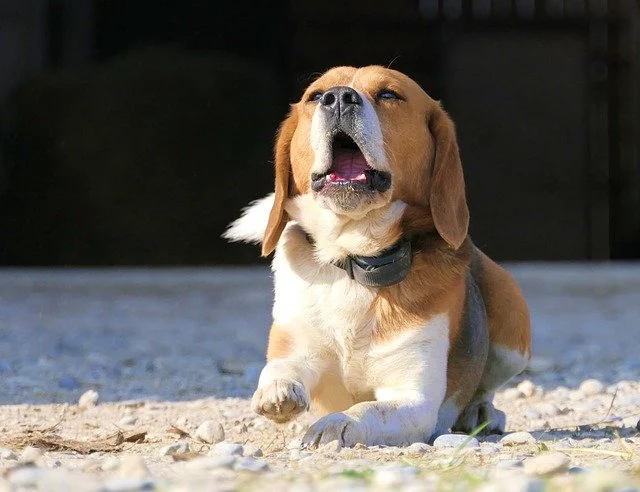Hình ảnh giống chó Beagle