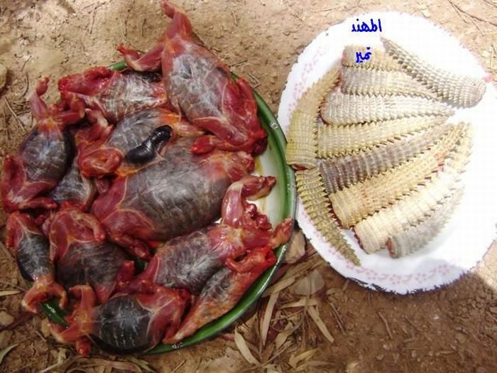  Nasi  Beriani Daging Biawak padang  Pasir Dhab 