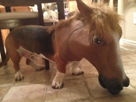 dog wears horse head, funny animal pictures, animal photos, funny animals