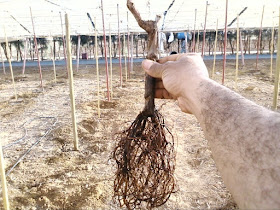 شتلة عنب مطعومة يدوياً بالعين عند الزراعة مع إلتحام وجذور قوية