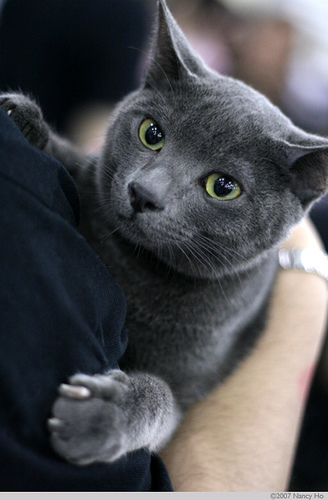 blue Russian Blue kitten,