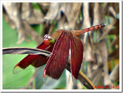 capung Neurothemis terminata 2