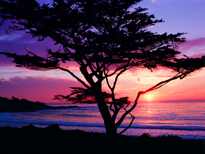 beach sunset wallpaper. Beach Tree Sunset wallpaper,