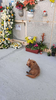 Perro encontró misteriosamente la tumba del difunto dueño y viajó allí todos los días