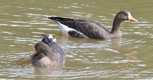 2013-08-10 Slimbridge Wetland Centre 020