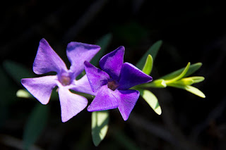 pusztai meténg (Vinca herbacea)