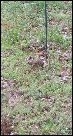 Bird 1