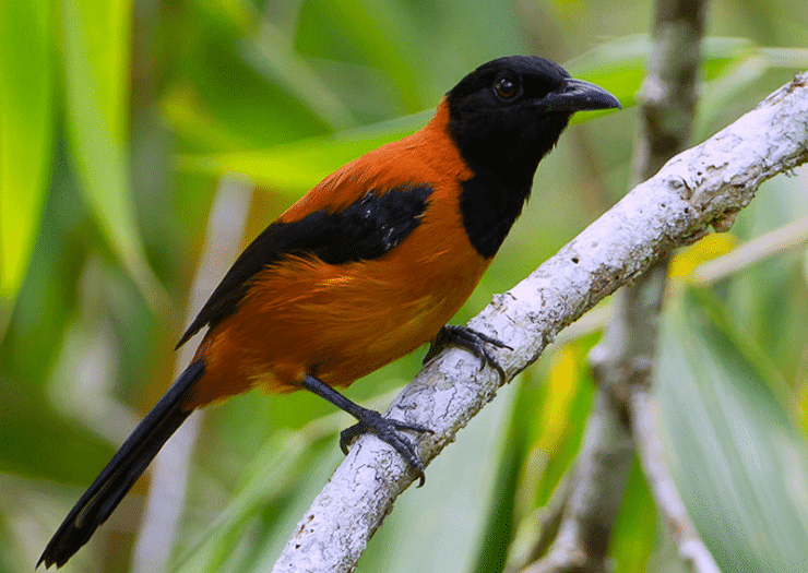 Hooded Pitohui, Burung Beracun Paling Mematikan