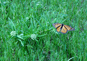 Monarch (Danaus plexippus) at White Rock Lake, Dallas, TX