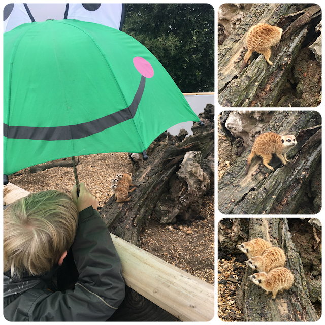 meerkats at Hamerton Zoo Park