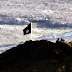 Estado Islámico iza su bandera en Kobane; miles de kurdos en fuga