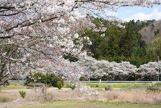 辰ノ口親水公園付近の桜