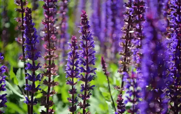 Salvia