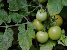Can we make our tomatoes ripen faster?, How do we can...?