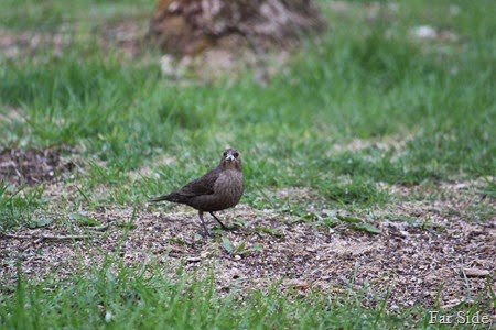 Basic Bown Female Cowbird