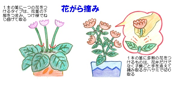 雑草戦争 花柄 はながら 摘みの効用