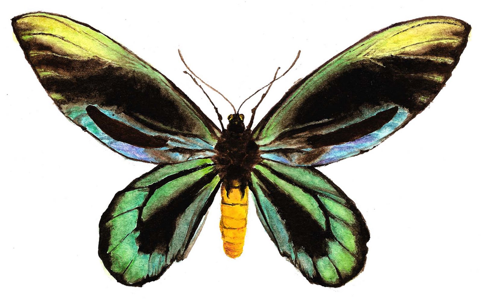 Butterfly genus species - Queen Alexandra's Birdwing