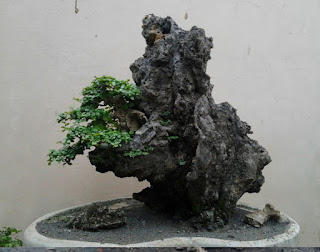 Tema "Alam" Bonsai Di Atas Batu