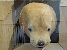 León Marino en el New Bedford Whaling Museum
