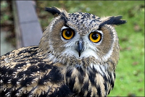 Owls