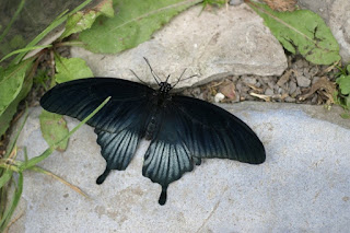 Papilio lowii - Papilio lowi 