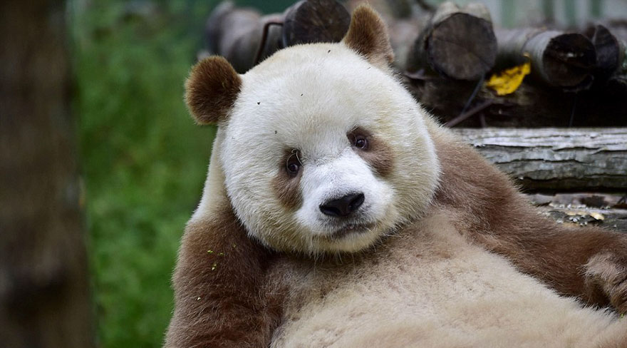 The World’s Only Brown Panda Who Was Abandoned As A Baby, Finally Finds Happiness - The sad days are over, and now the brown panda is thriving and becoming a celebrity of the animal world!