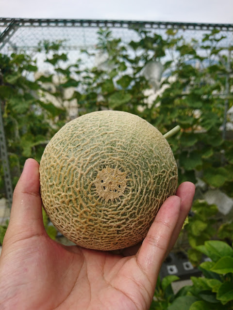 洋香瓜，果實，取名【白姬】Cantaloupe, fruit, named 【Bai Ji】
