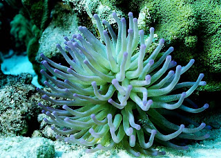 sea anemone sponge