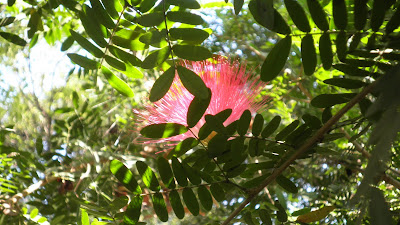 rain tree and flowers