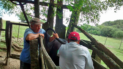 Curtas - Vacinação contra Brucelose no interior do município