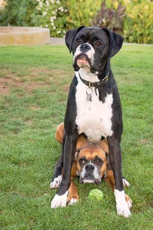 Gorgeous black and brown boxers ~ The Animals Planet