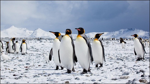 Google Penguen Algoritması