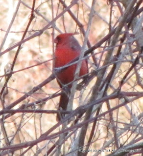 Northern Cardinal