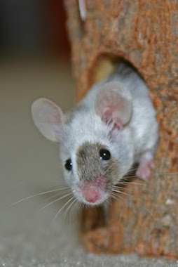 mice are cute to