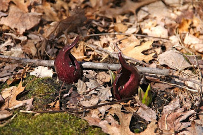 skunk cabbage, April 2015