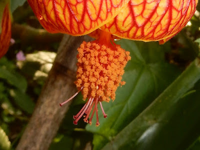 風鈴花的雄蕊及雌蕊