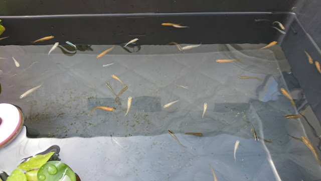 まとめ メダカの飼い方と増やし方 クレブロ