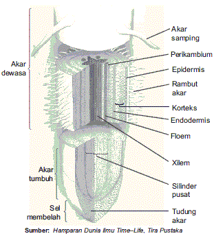 Jenis Jenis Jaringan Epitel Simpleks MaGic BloG Struktur Jaringan  dan Jenis  Akar Pada Tumbuhan