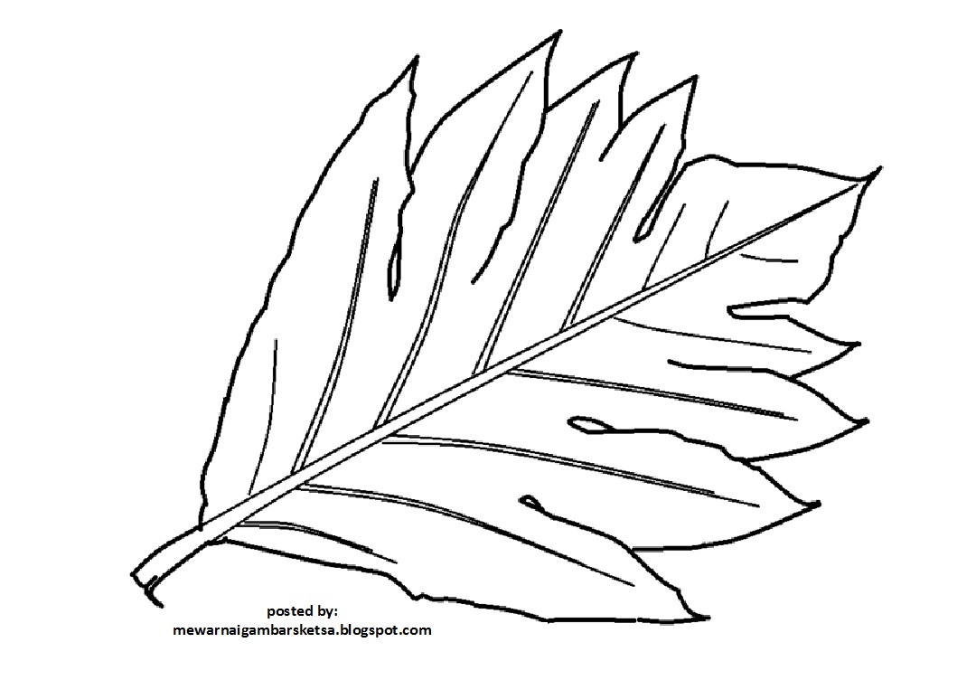  Mewarnai  Gambar  Mewarnai  Gambar  Sketsa Daun  2