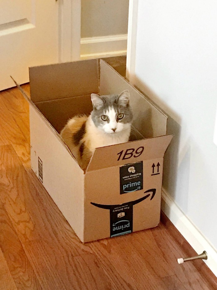 Arwen (Cat) in a box