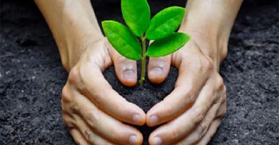 Paragraph on Tree plantation