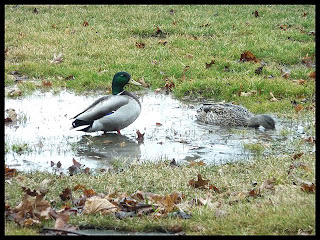 Mallard drake with hen