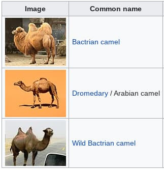 Camel * Kameel * Camelus