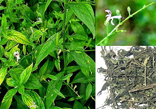 Cara Pengobatan herbal penyakit kelamin herpes