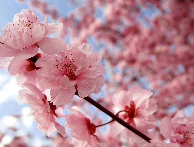 japanese cherry blossom wallpaper. Japanese cherry blossom,