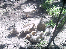 "Directa" Gallina Altepeca con los pollitos insumisos