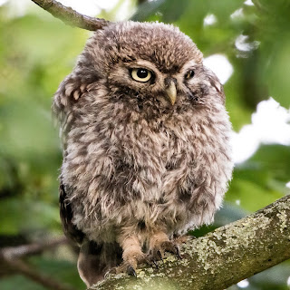 Little Owl DFBridgeman