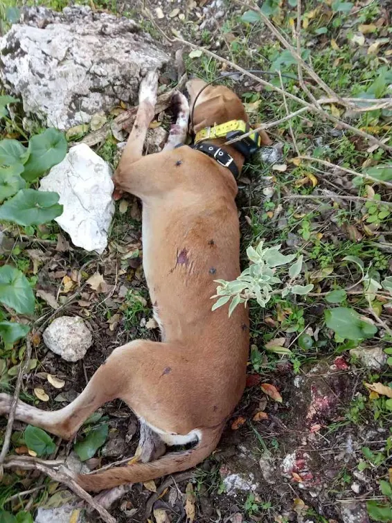 Χειροπέδες σε αντρόγυνο για τη δολοφονία σκύλων στο Ξηρόμερο (σκληρές εικόνες)